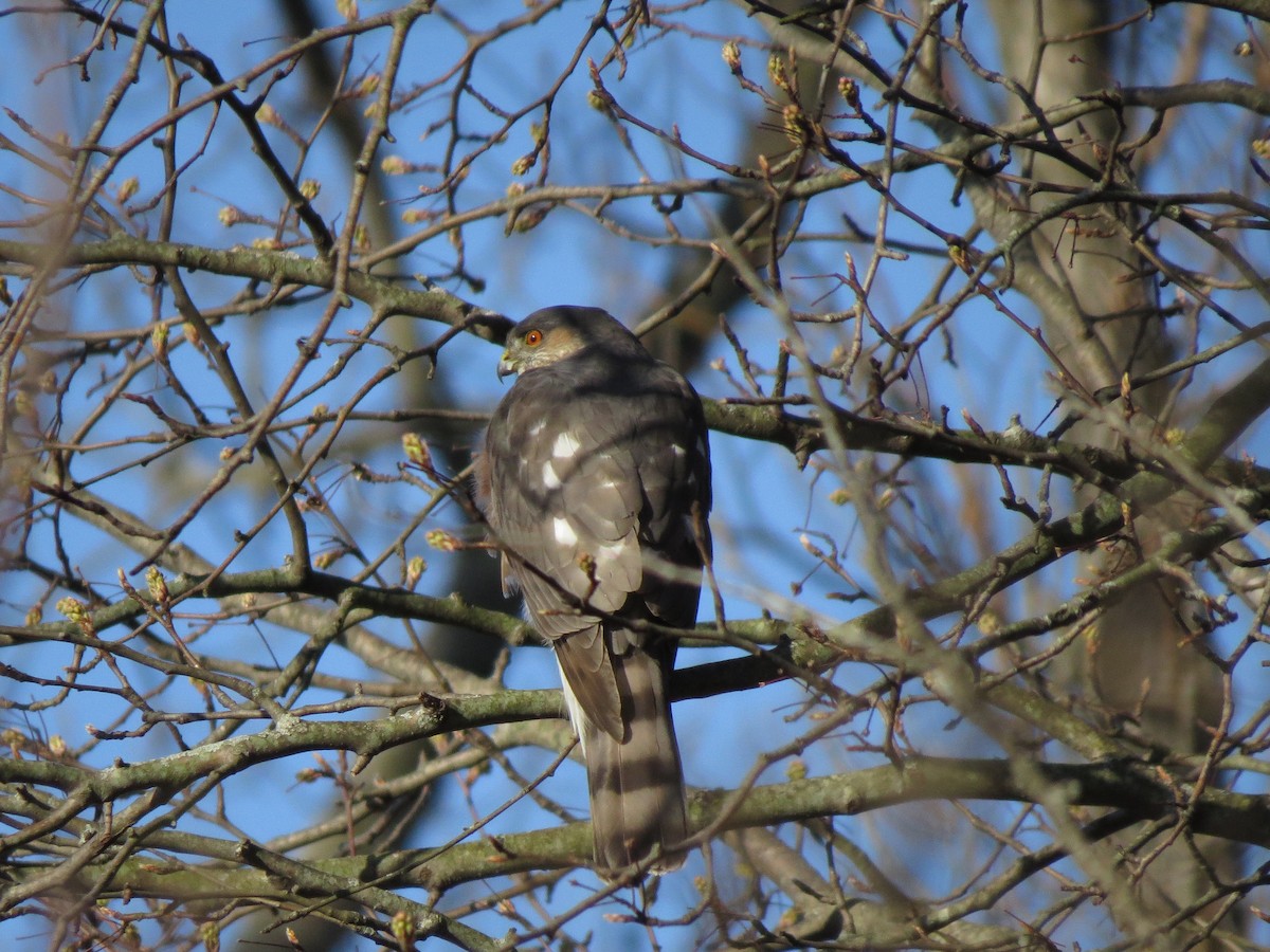 Sharp-shinned Hawk - ML429306681