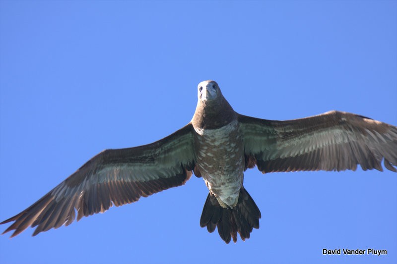 Brown Booby - David Vander Pluym