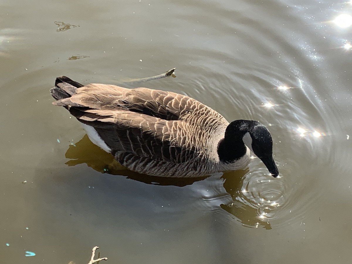 Branta kanadar handia - ML429307941