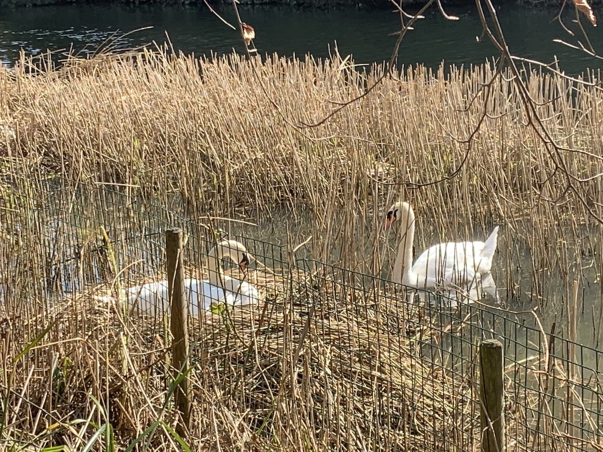 Beltxarga arrunta - ML429308051