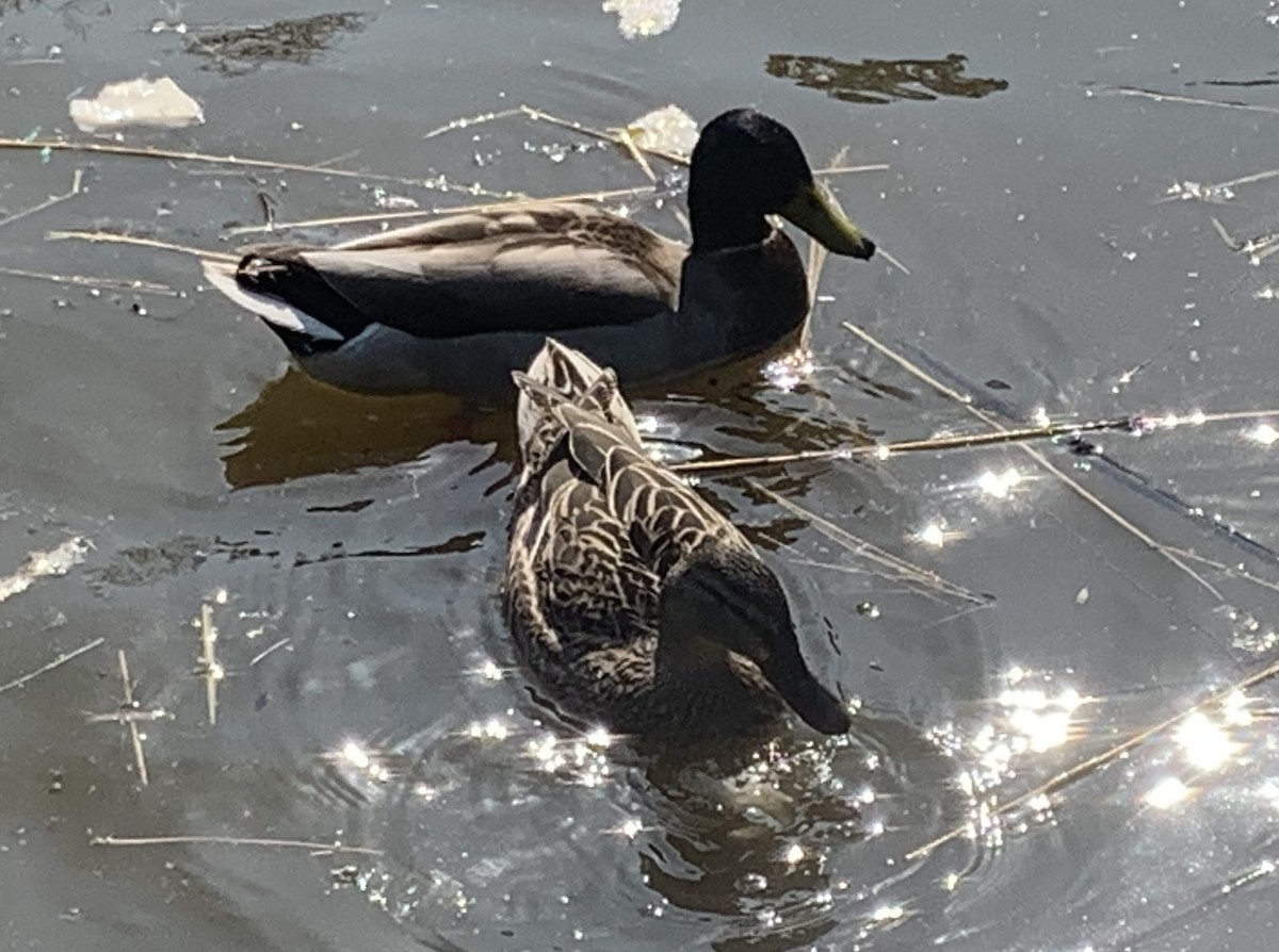 Basahatea - ML429308281