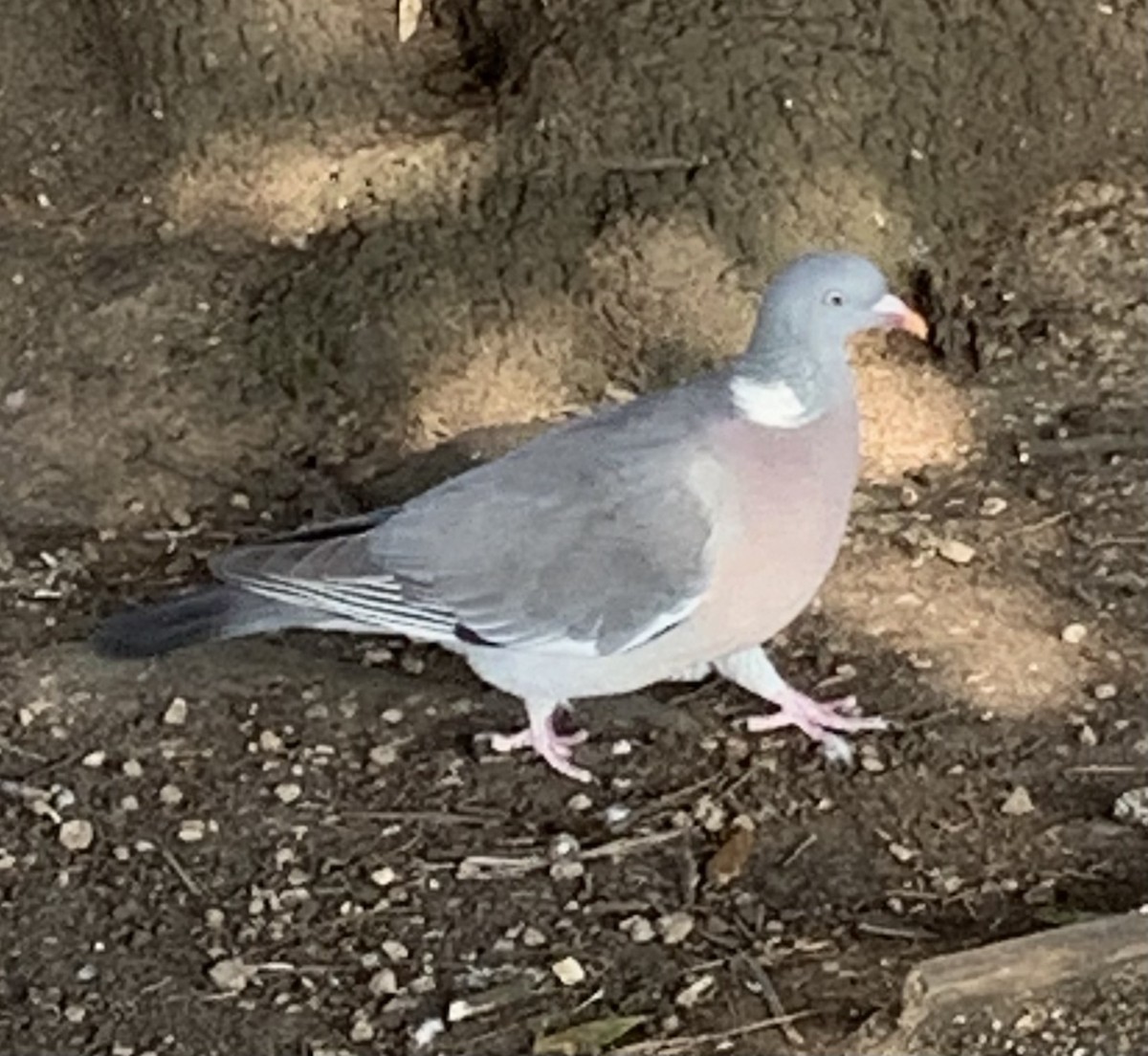 Pagausoa - ML429308581