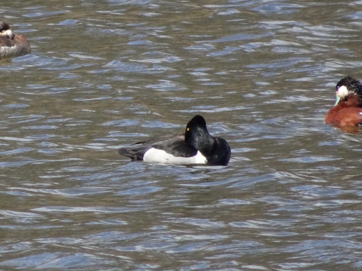 Ring-necked Duck - Stephen Chang