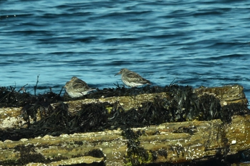 Purple Sandpiper - Blair Whyte