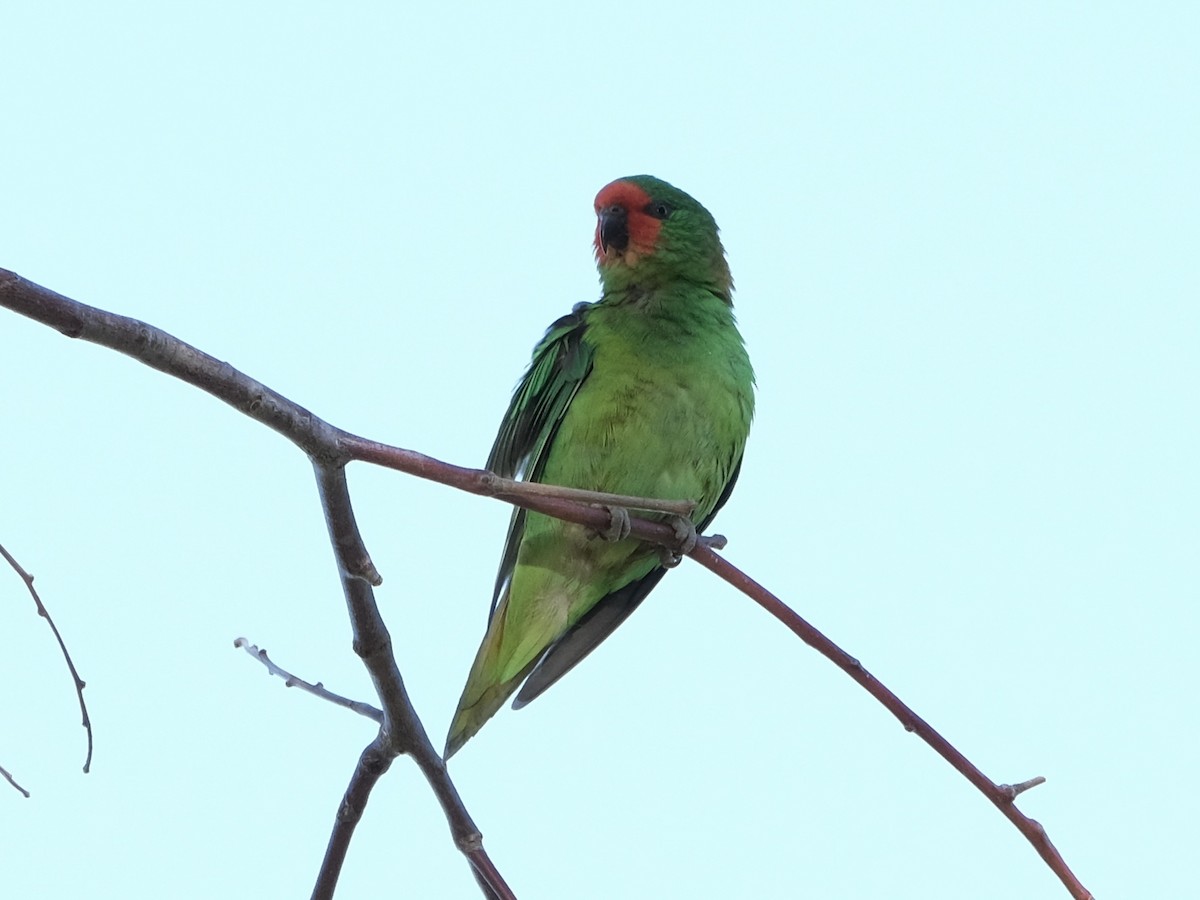 Little Lorikeet - ML429310841