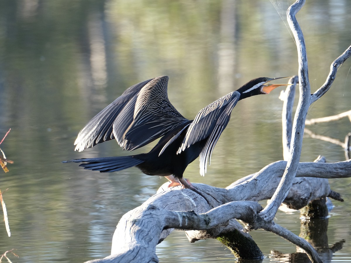 Anhinga Australiana - ML429310941