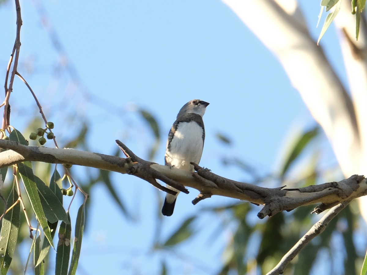 Diamond Firetail - ML429311021