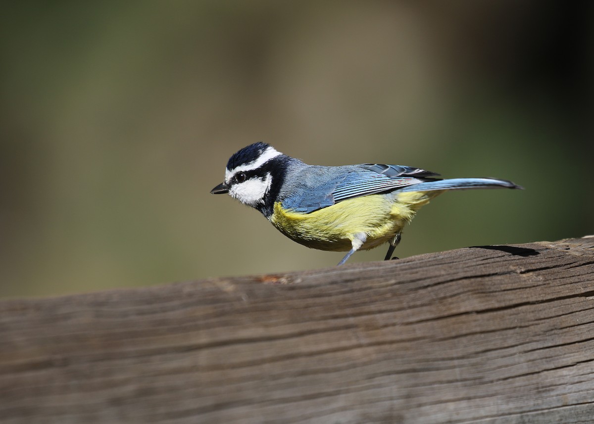 Mésange nord-africaine - ML429314151