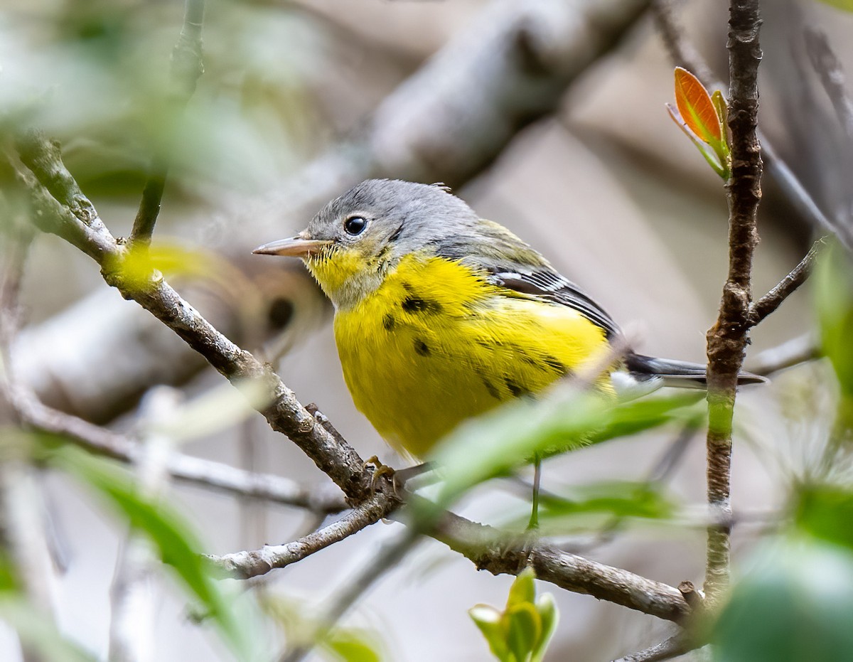 Magnolia Warbler - Mel Senac