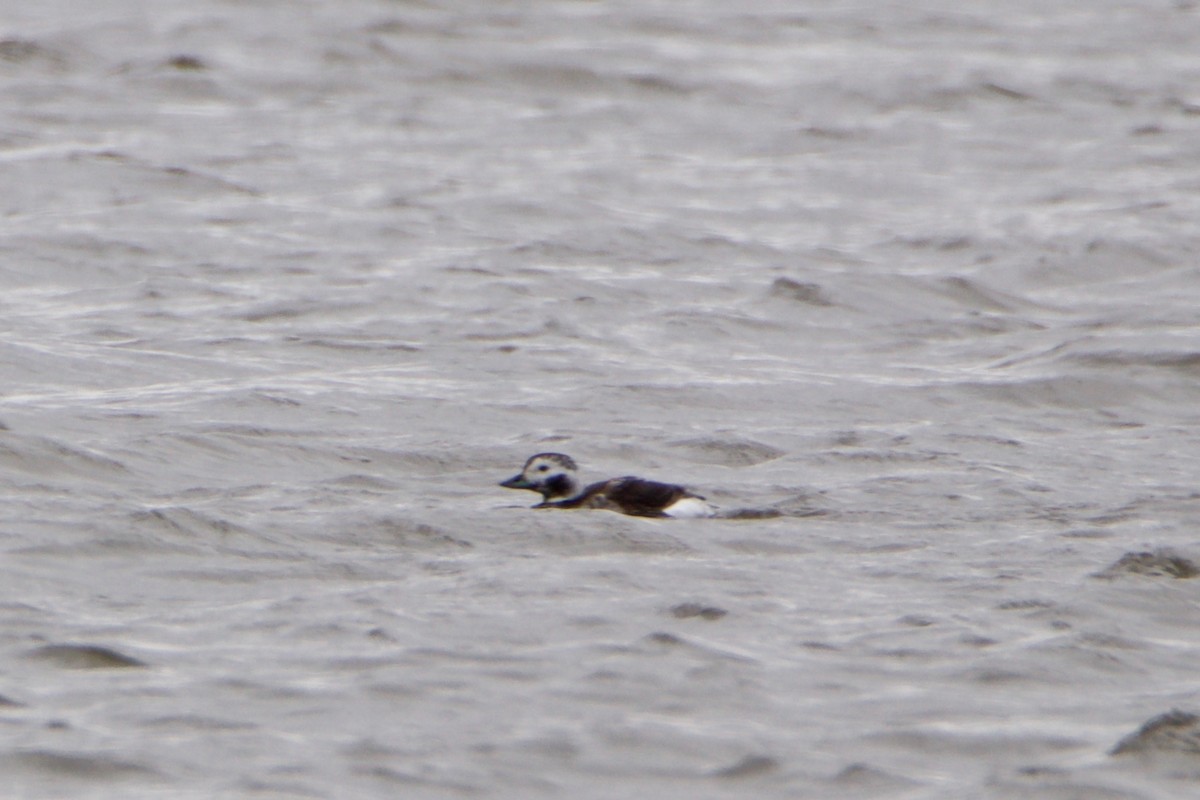 Long-tailed Duck - ML429316961