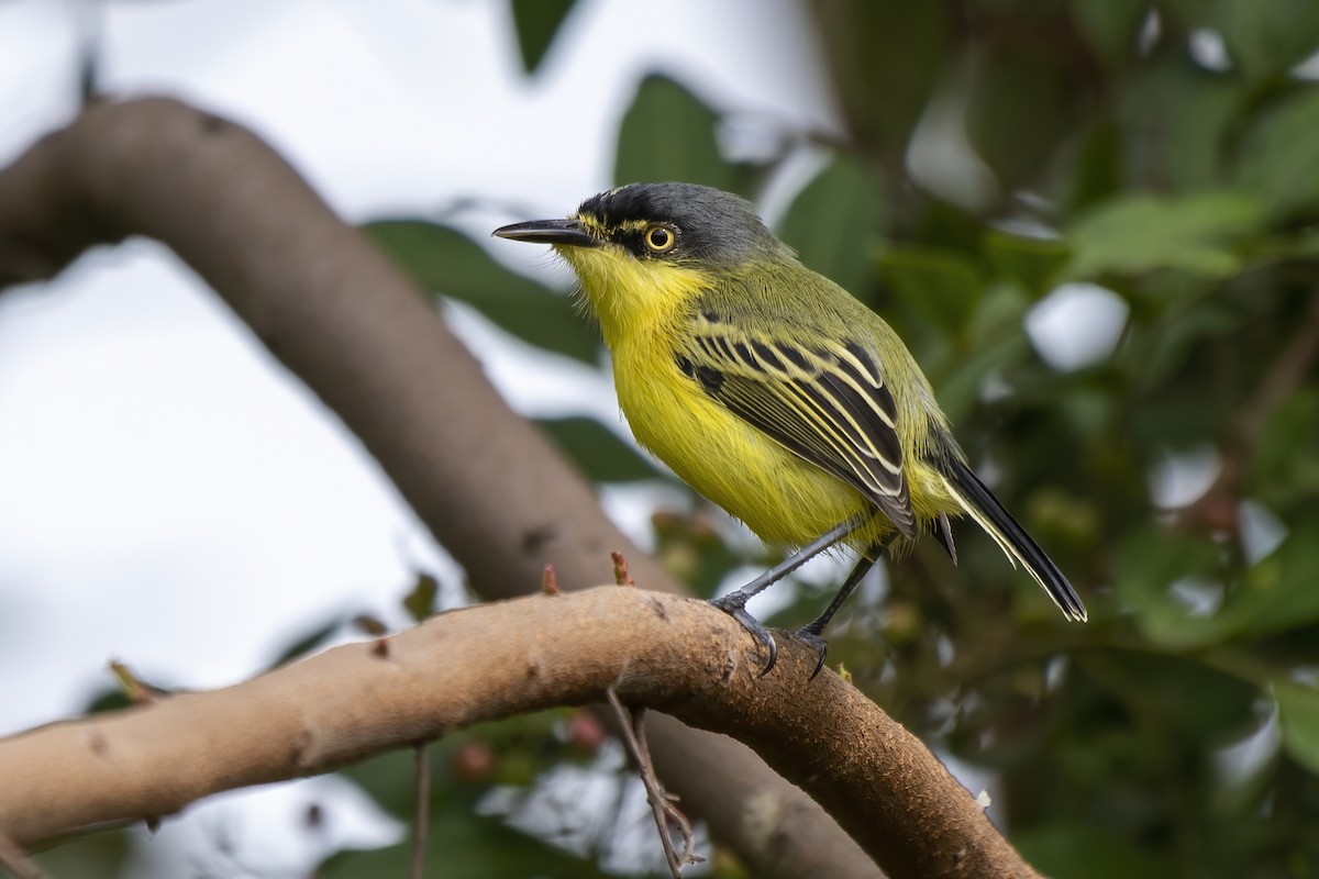 Common Tody-Flycatcher - Luiz Carlos Ramassotti