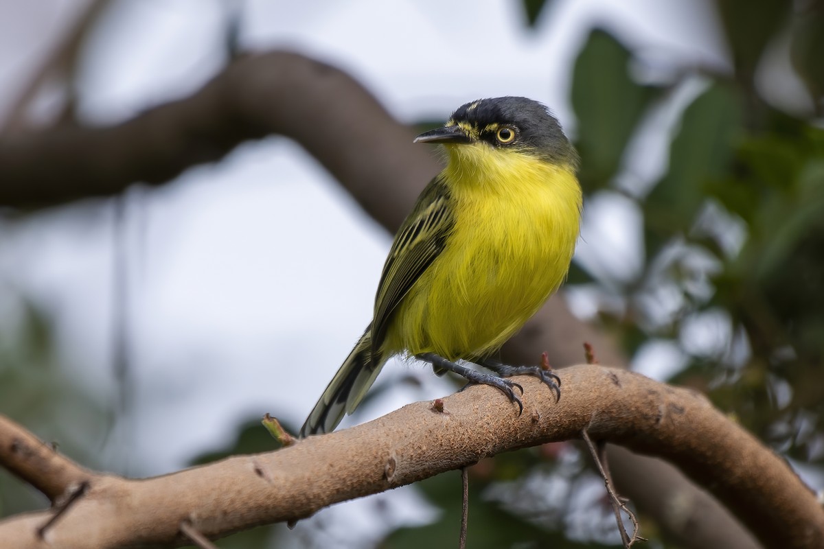 Common Tody-Flycatcher - ML429317871