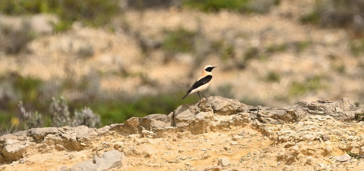 Western Black-eared Wheatear - Vitor Pombeiro