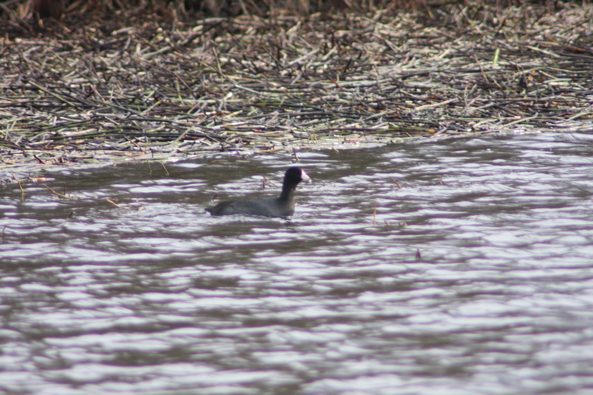 American Coot (Red-shielded) - Stephen Bailey