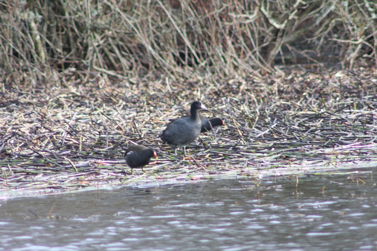 American Coot (Red-shielded) - ML429319201