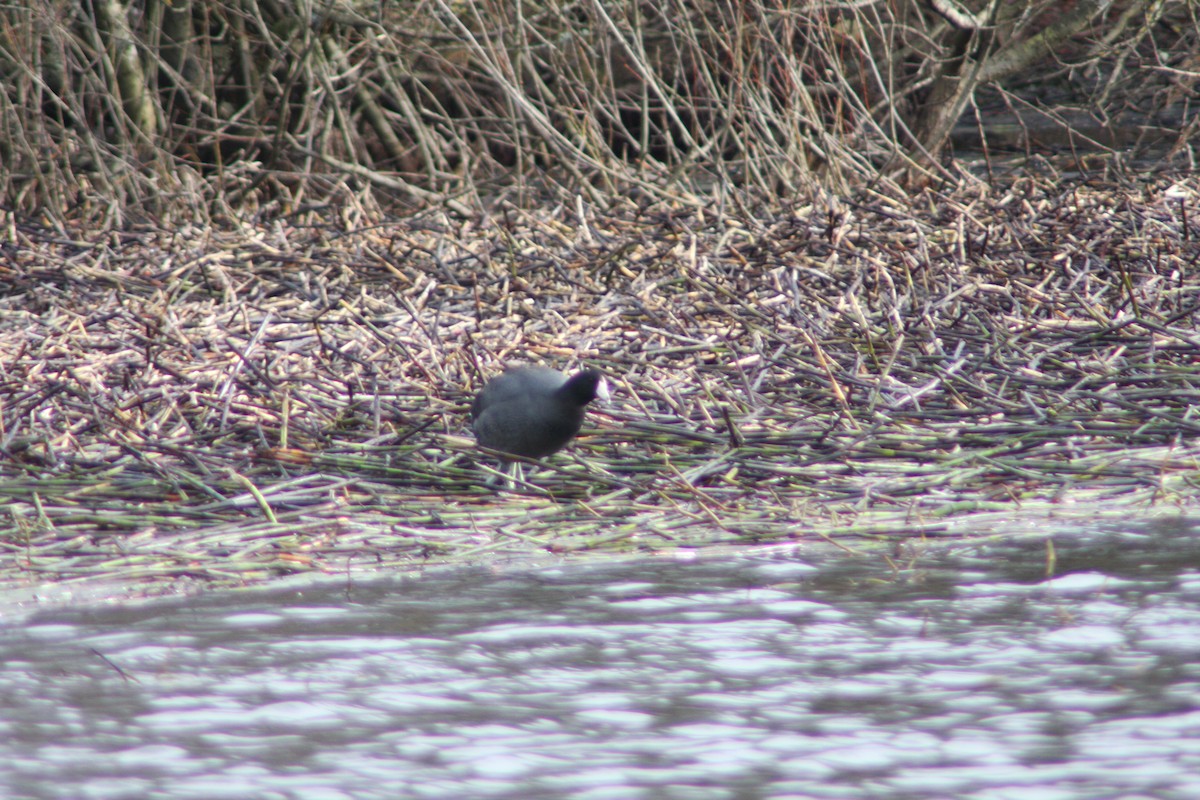 American Coot (Red-shielded) - Stephen Bailey