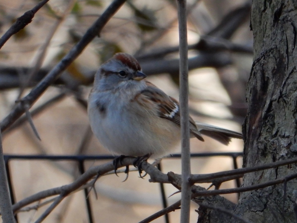 American Tree Sparrow - ML42932251