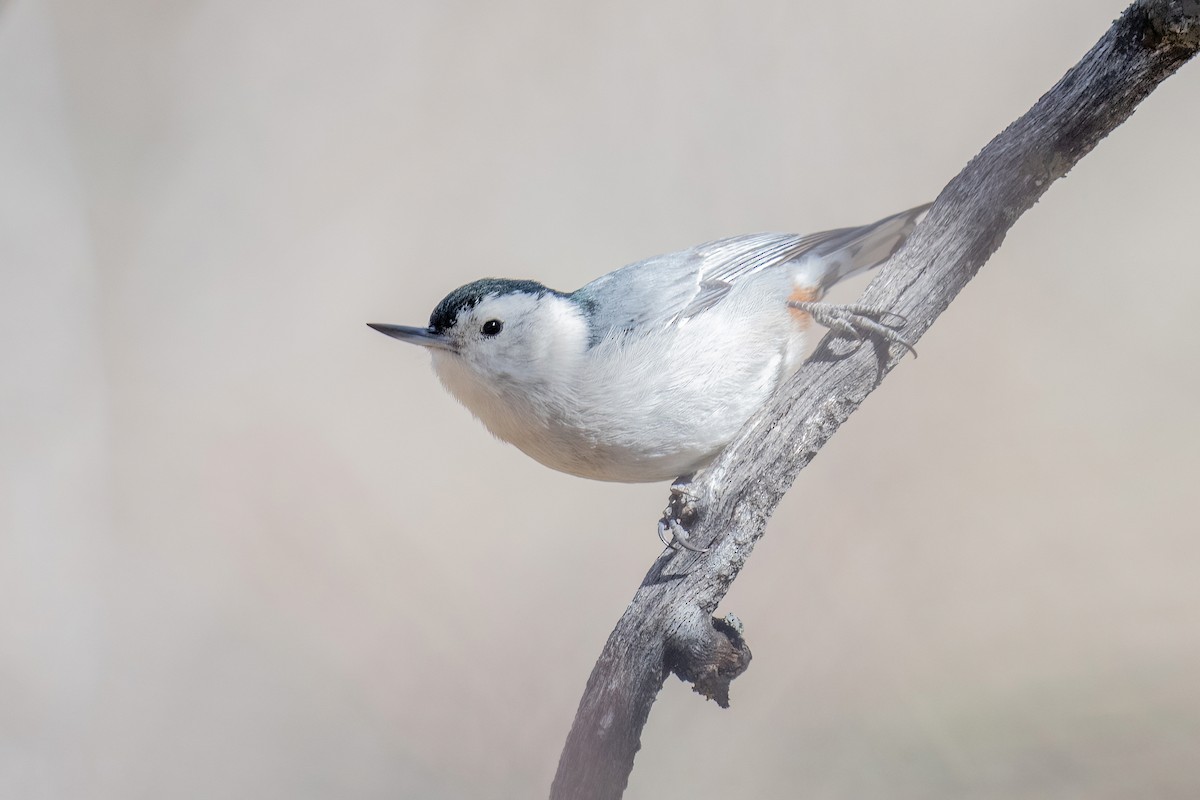 White-breasted Nuthatch - ML429322971