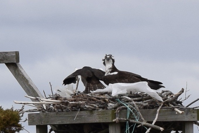 Osprey - ML429324481