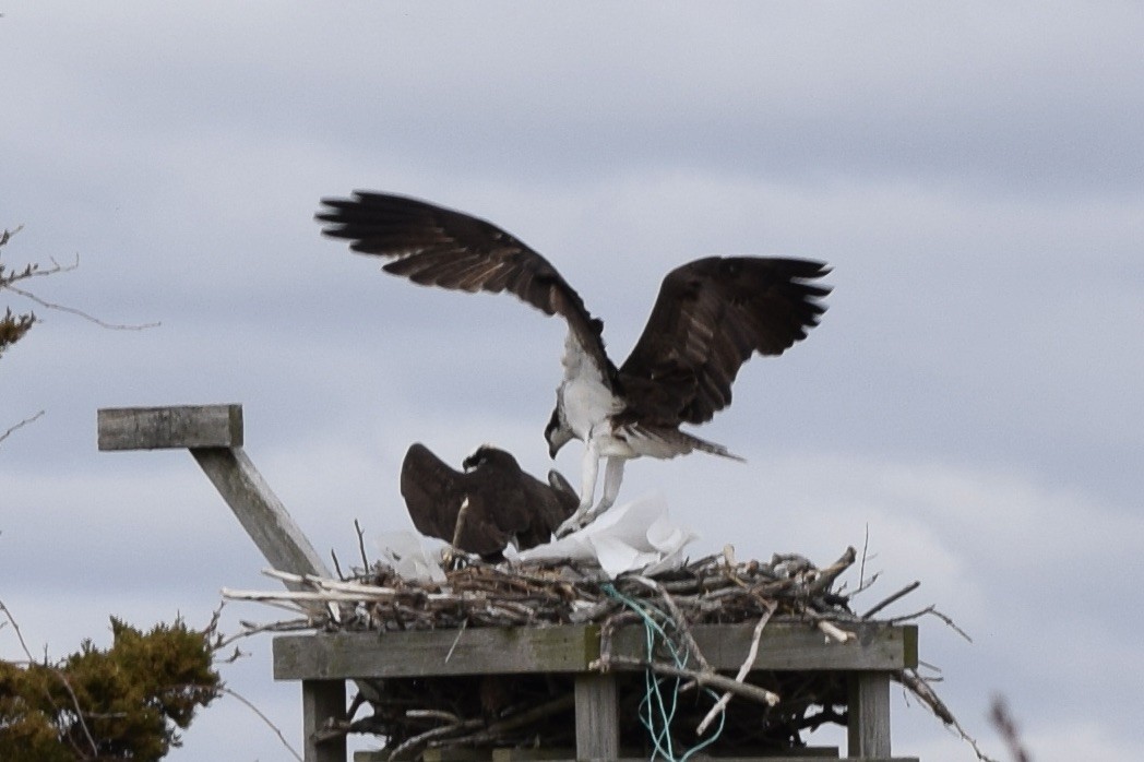 Osprey - ML429324491