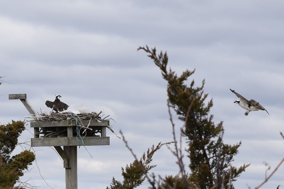 Osprey - ML429324521