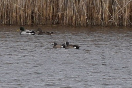 Blue-winged Teal - ML429324581