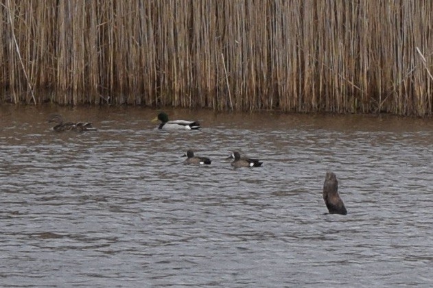 Blue-winged Teal - ML429324591