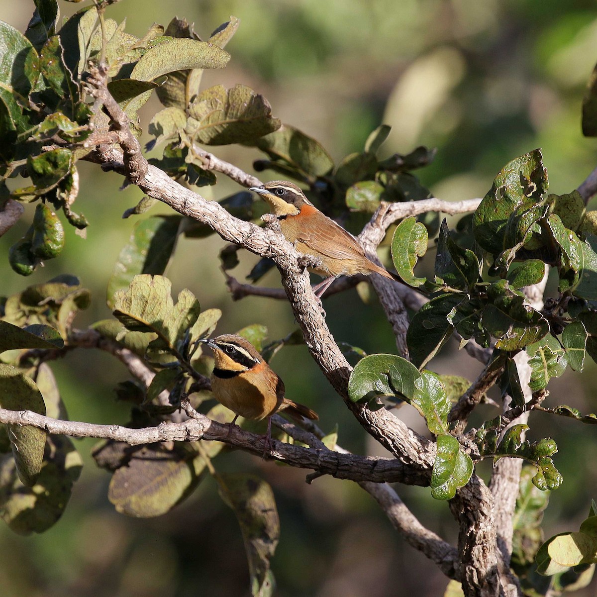 Kolyeli Hilalgerdan (torquata/rufescens) - ML429325411