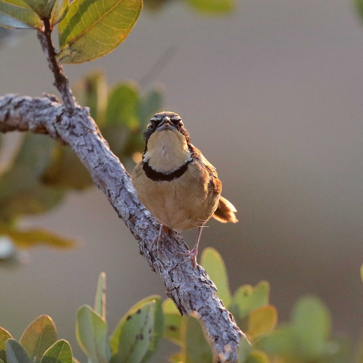 Kolyeli Hilalgerdan (torquata/rufescens) - ML429325441