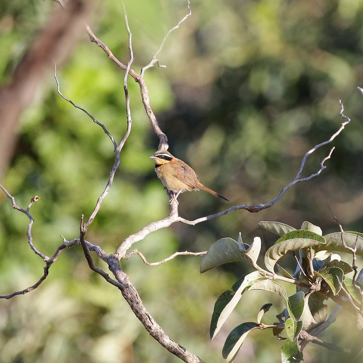 cerradomånesmett (torquata/rufescens) - ML429325491