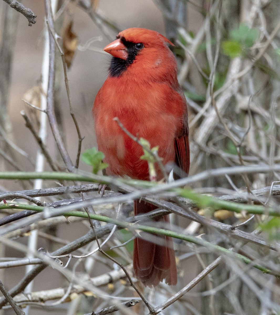 Northern Cardinal - ML429326221