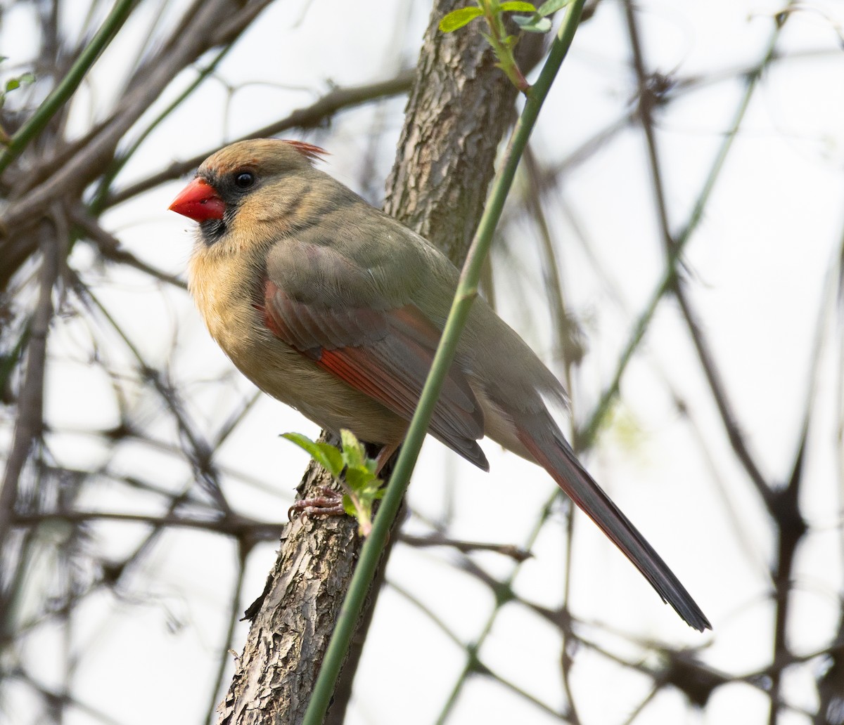 Northern Cardinal - ML429326231