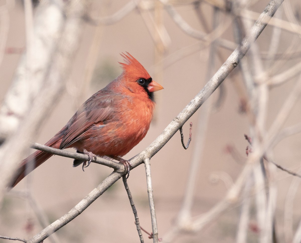 Northern Cardinal - ML429326241