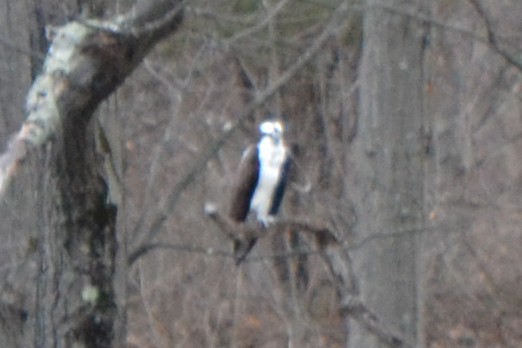 Загасч явлаг - ML429327951