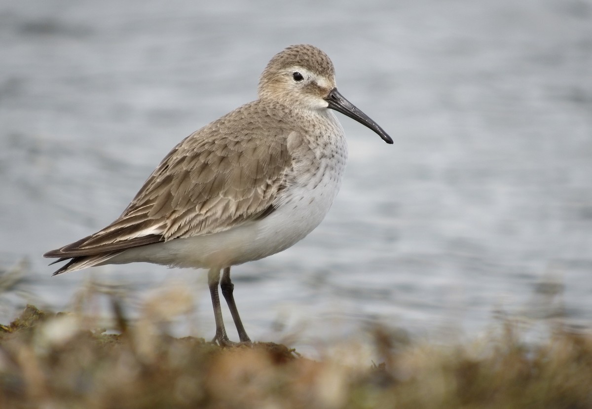 Dunlin - Denis Sh