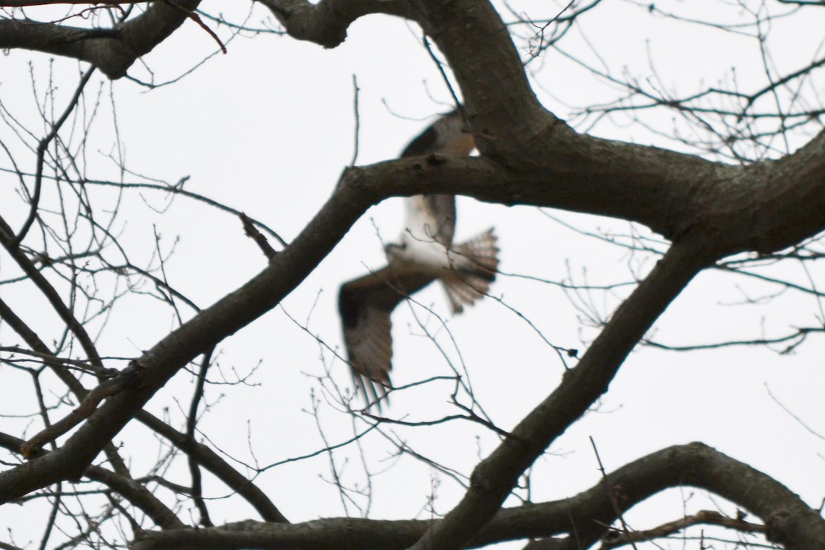 Загасч явлаг - ML429328091