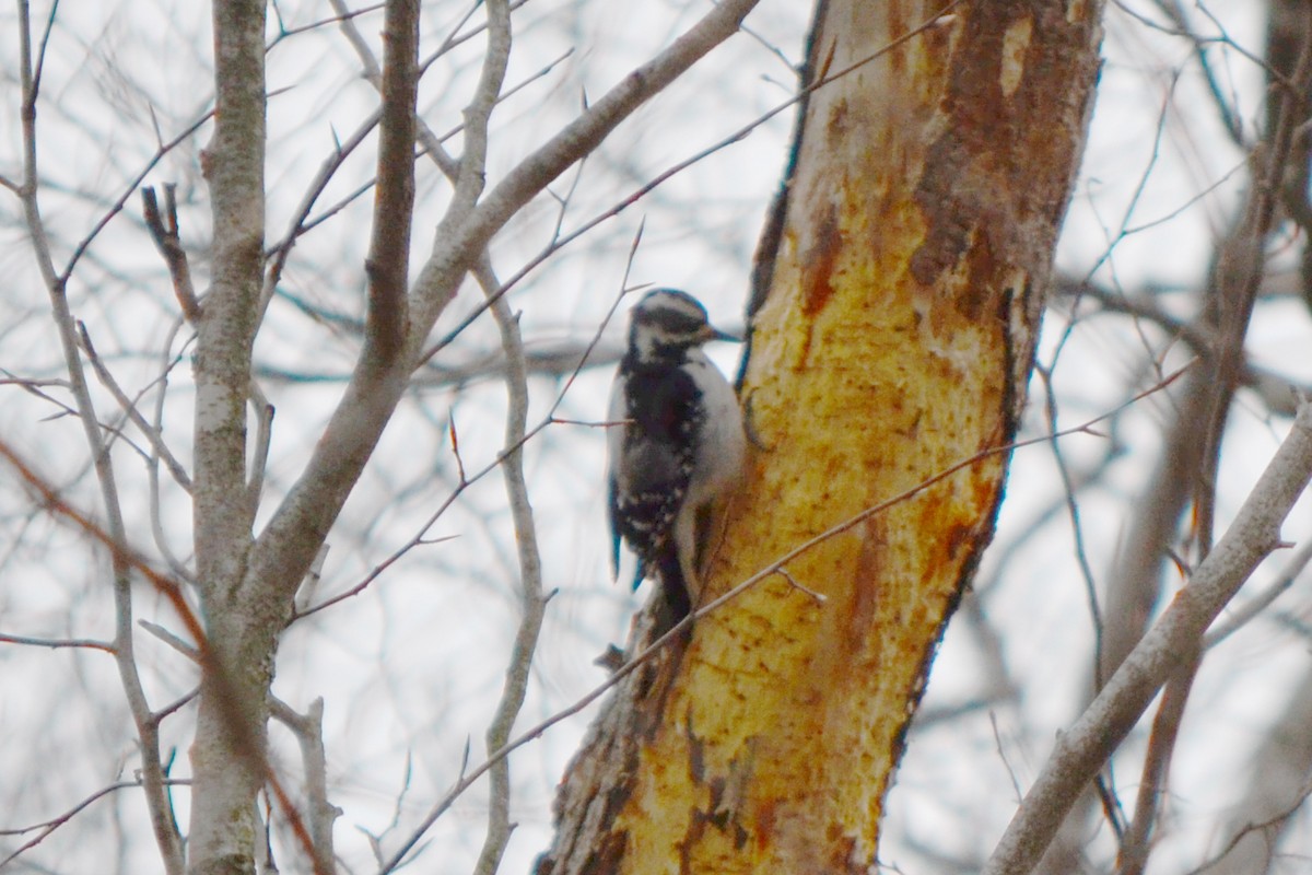 Hairy Woodpecker - ML429328211
