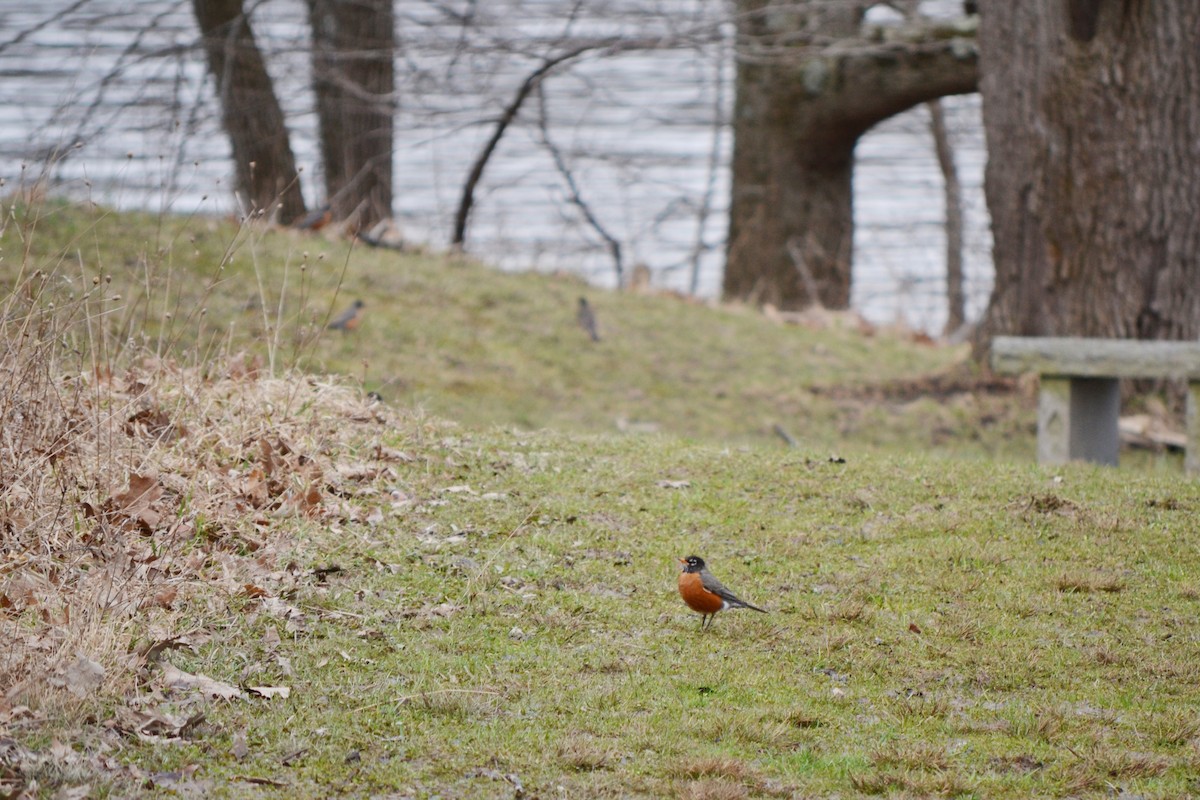 American Robin - ML429328971