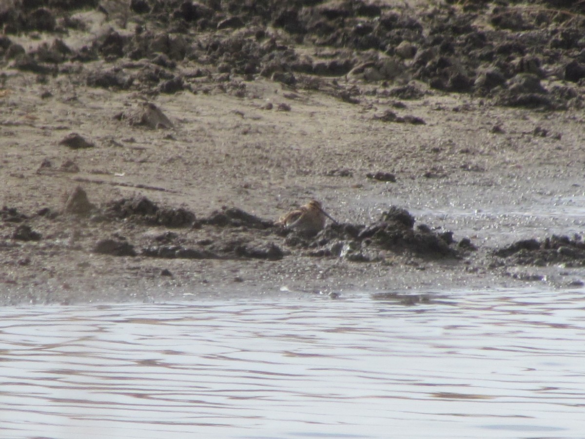 Wilson's Snipe - ML429329521
