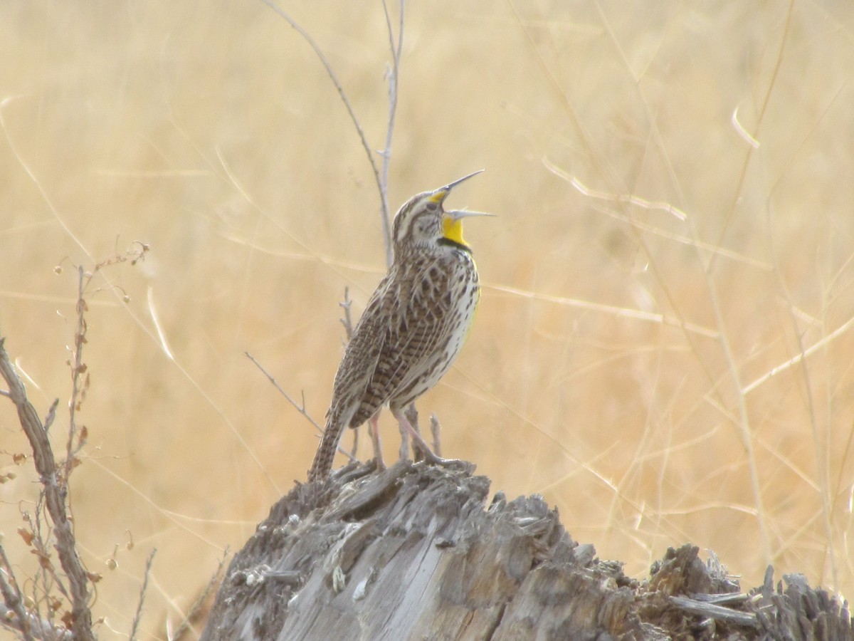 Western Meadowlark - ML429329871