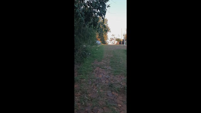 White-shouldered Fire-eye - ML429331281