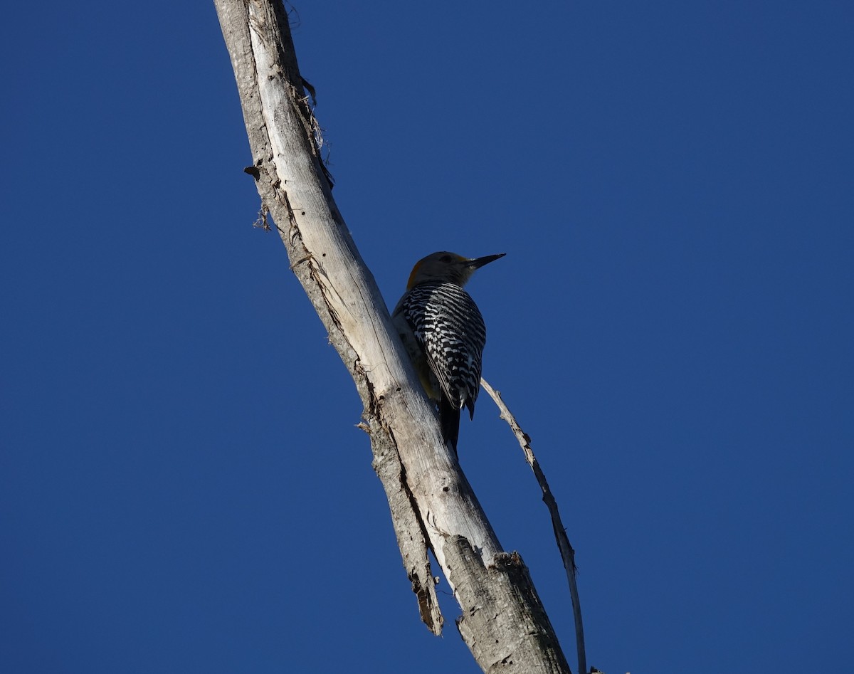 Golden-fronted Woodpecker - ML429331631