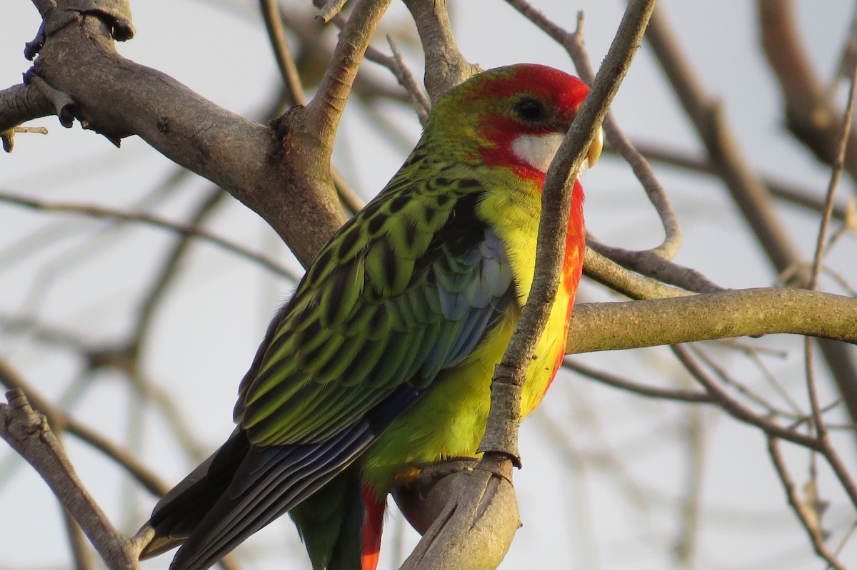 Eastern Rosella - ML42933441