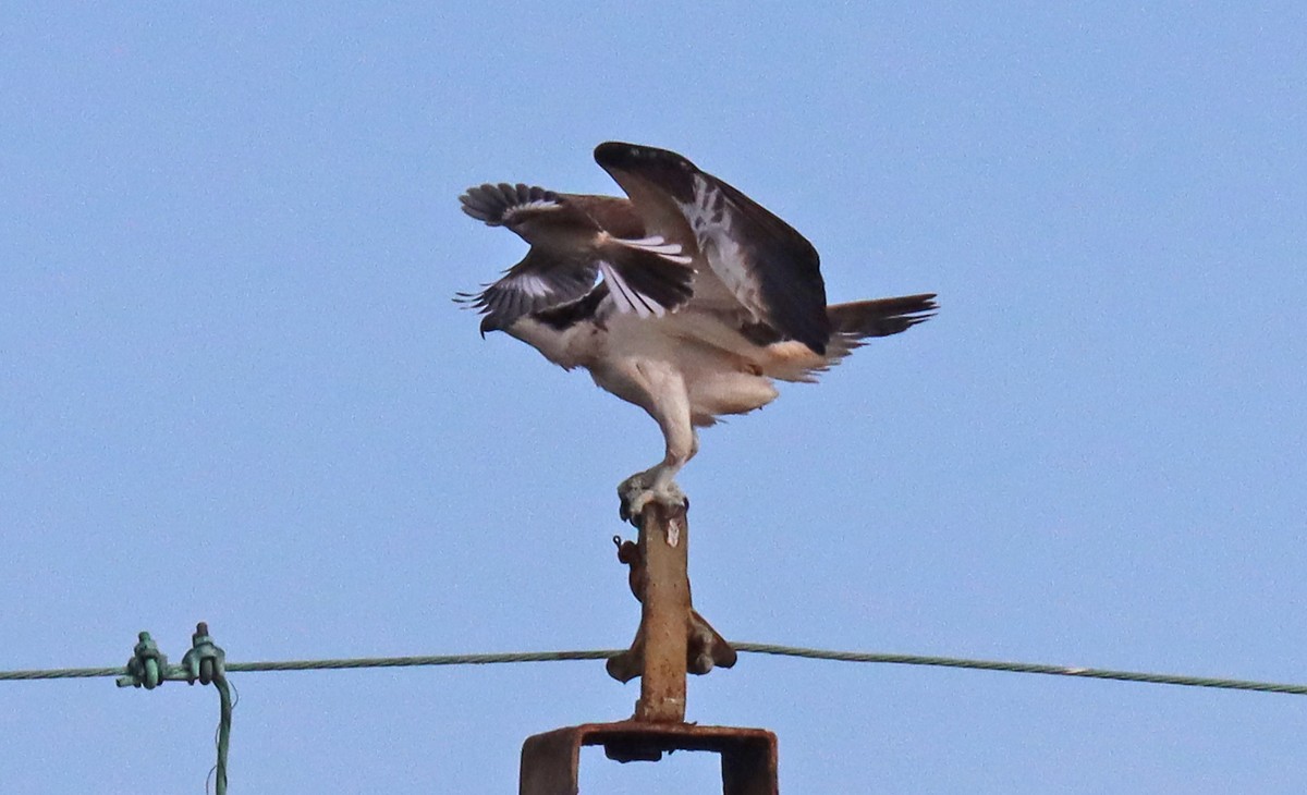 Northern Mockingbird - Corey Finger