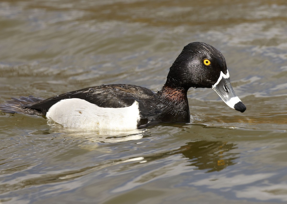 Ring-necked Duck - ML429335051