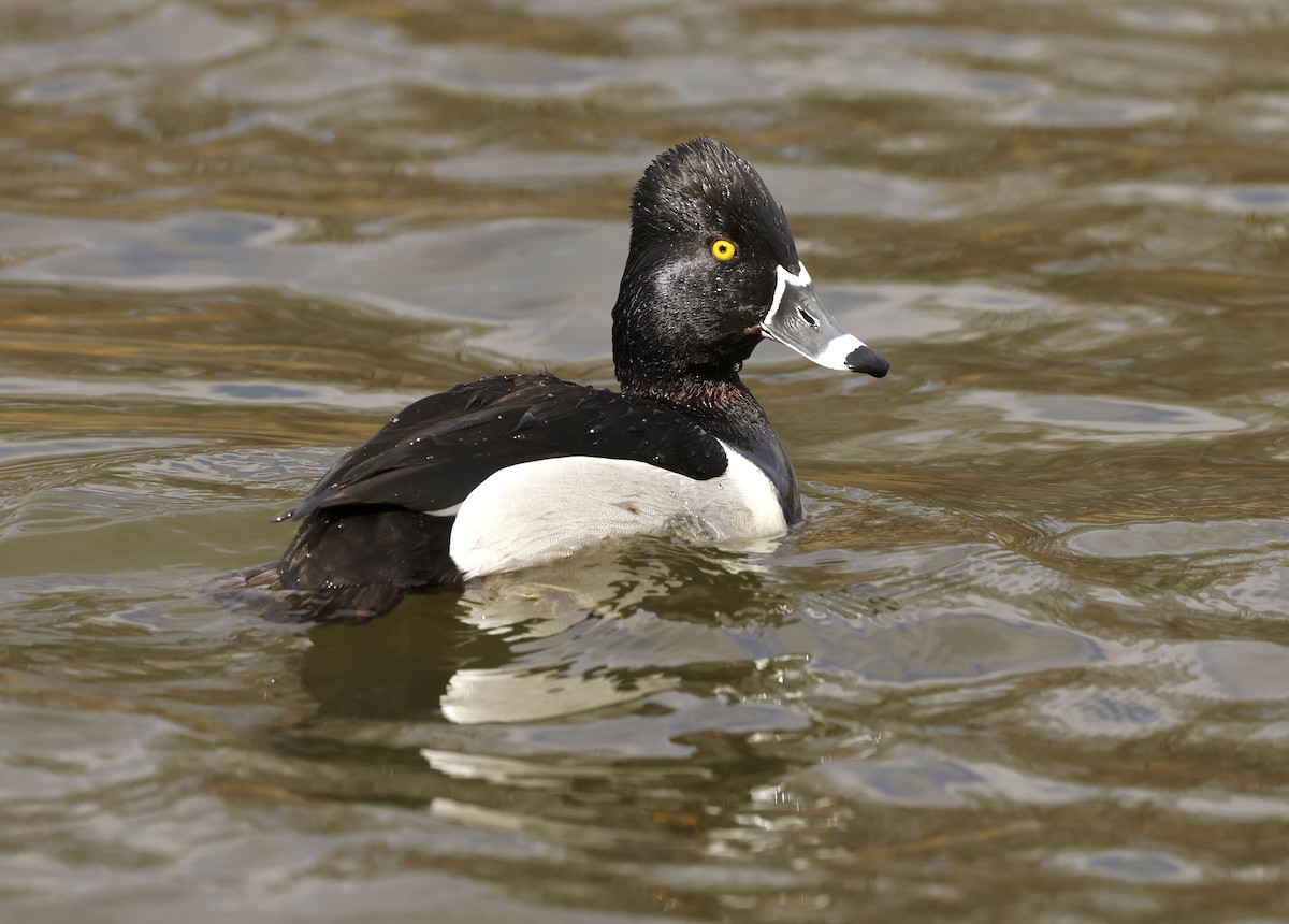Ring-necked Duck - ML429335091