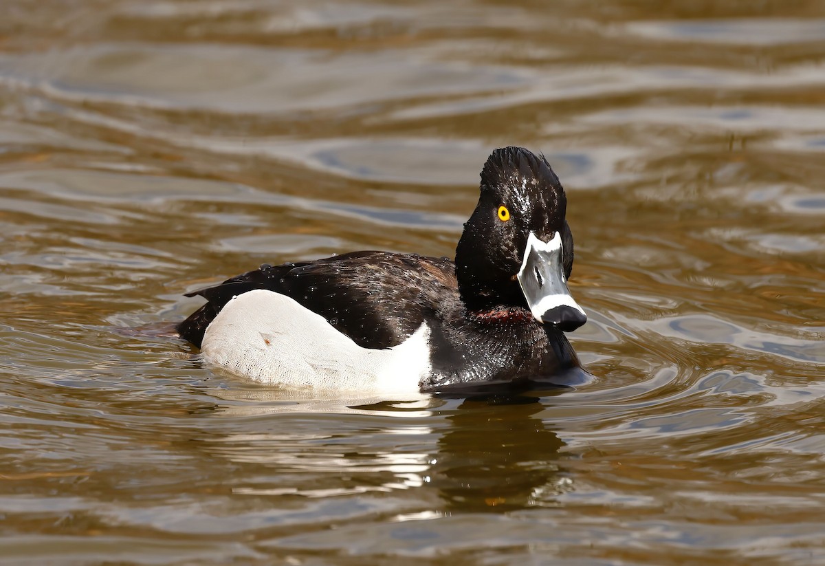 Ring-necked Duck - ML429335111