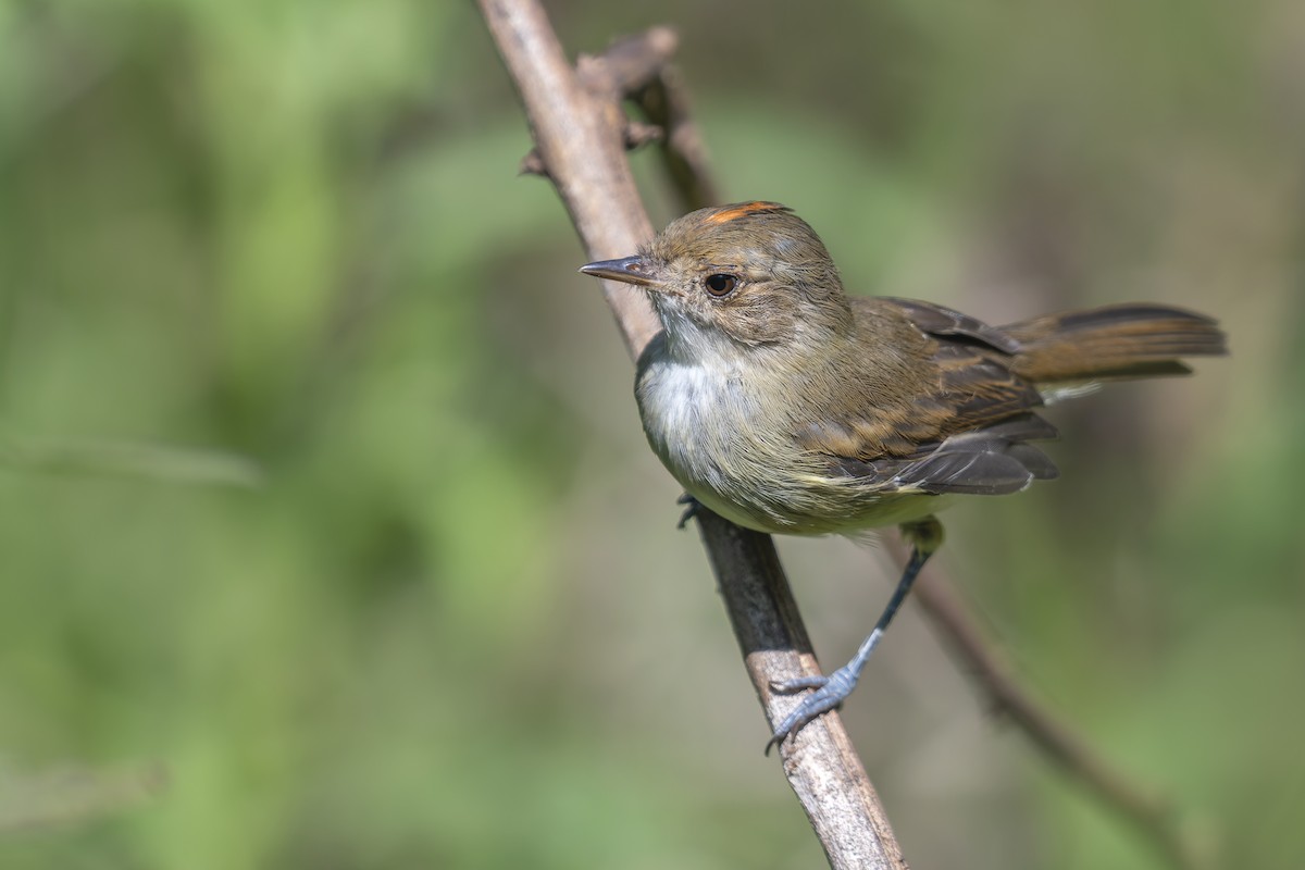 Fulvous-crowned Scrub-Tyrant - ML429338101