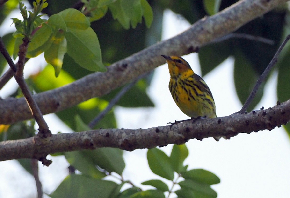 Cape May Warbler - ML429338541