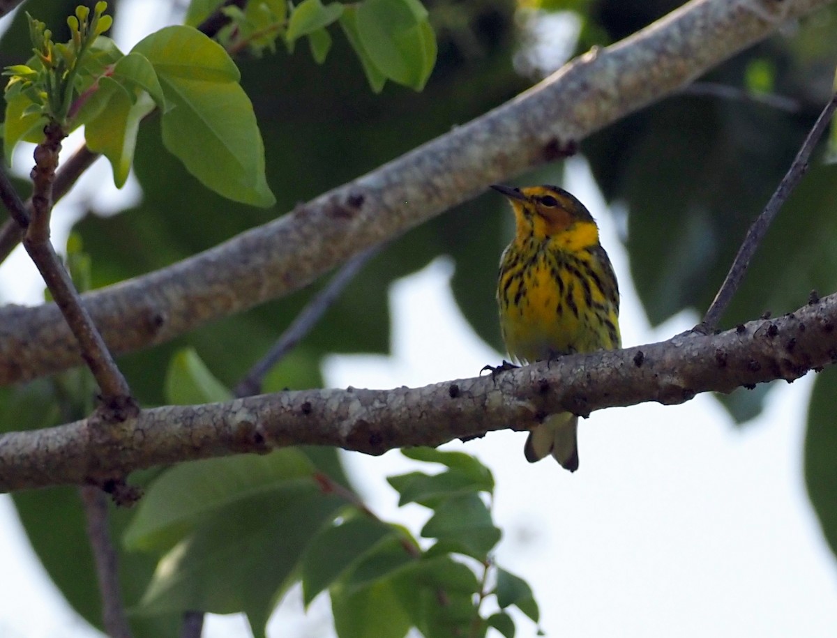 Cape May Warbler - ML429338551